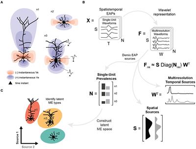 Discovering optimal features for neuron-type identification from extracellular recordings